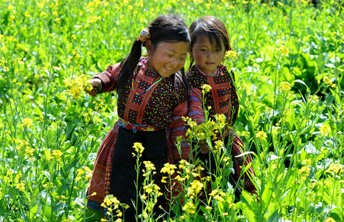 Moc Chau – fresh and beautiful plateau